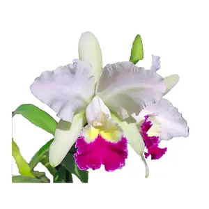 Cattleya Monarca
